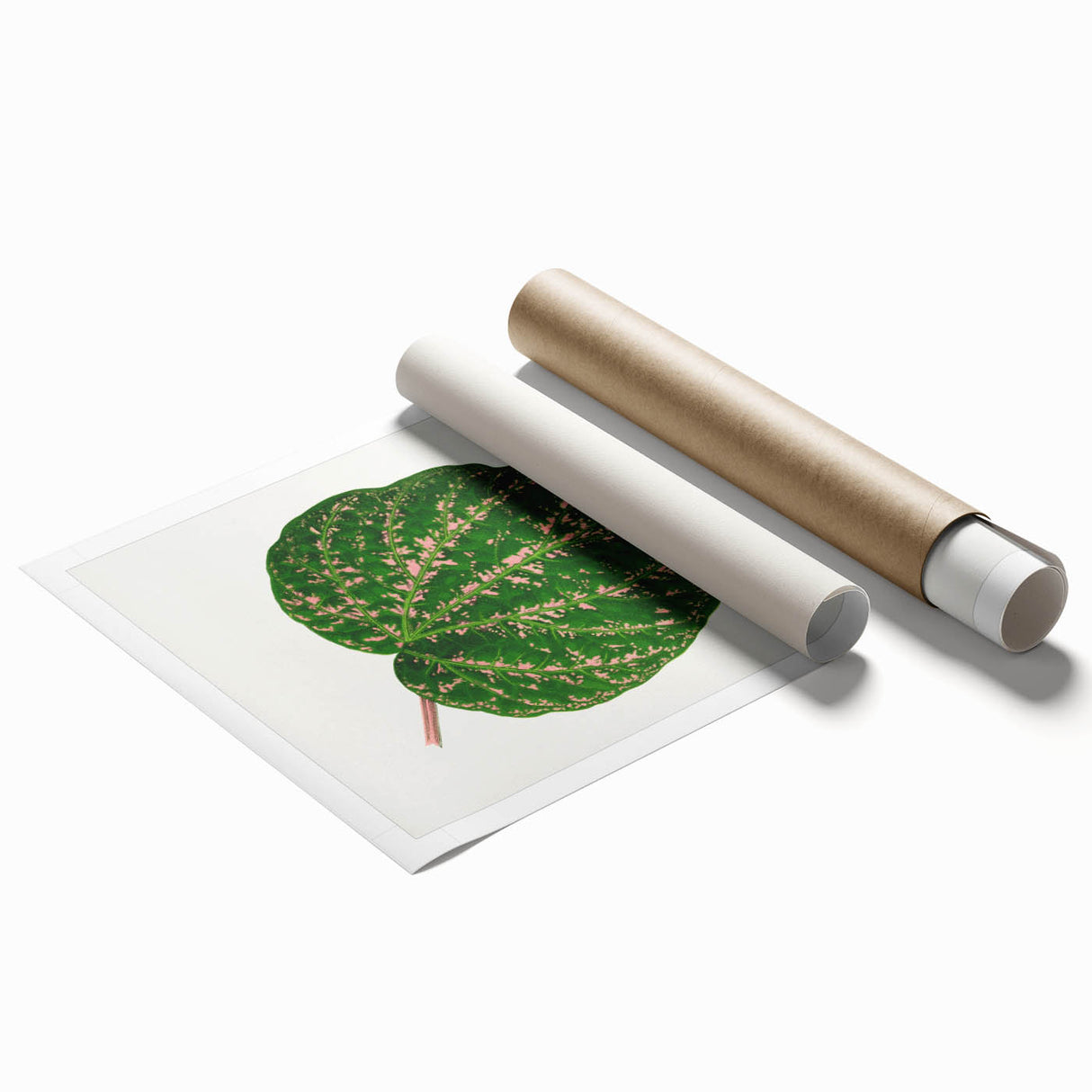 Romanticism Art: Cissus Porphyrophyllus Leaf - Botanical Canvas Print