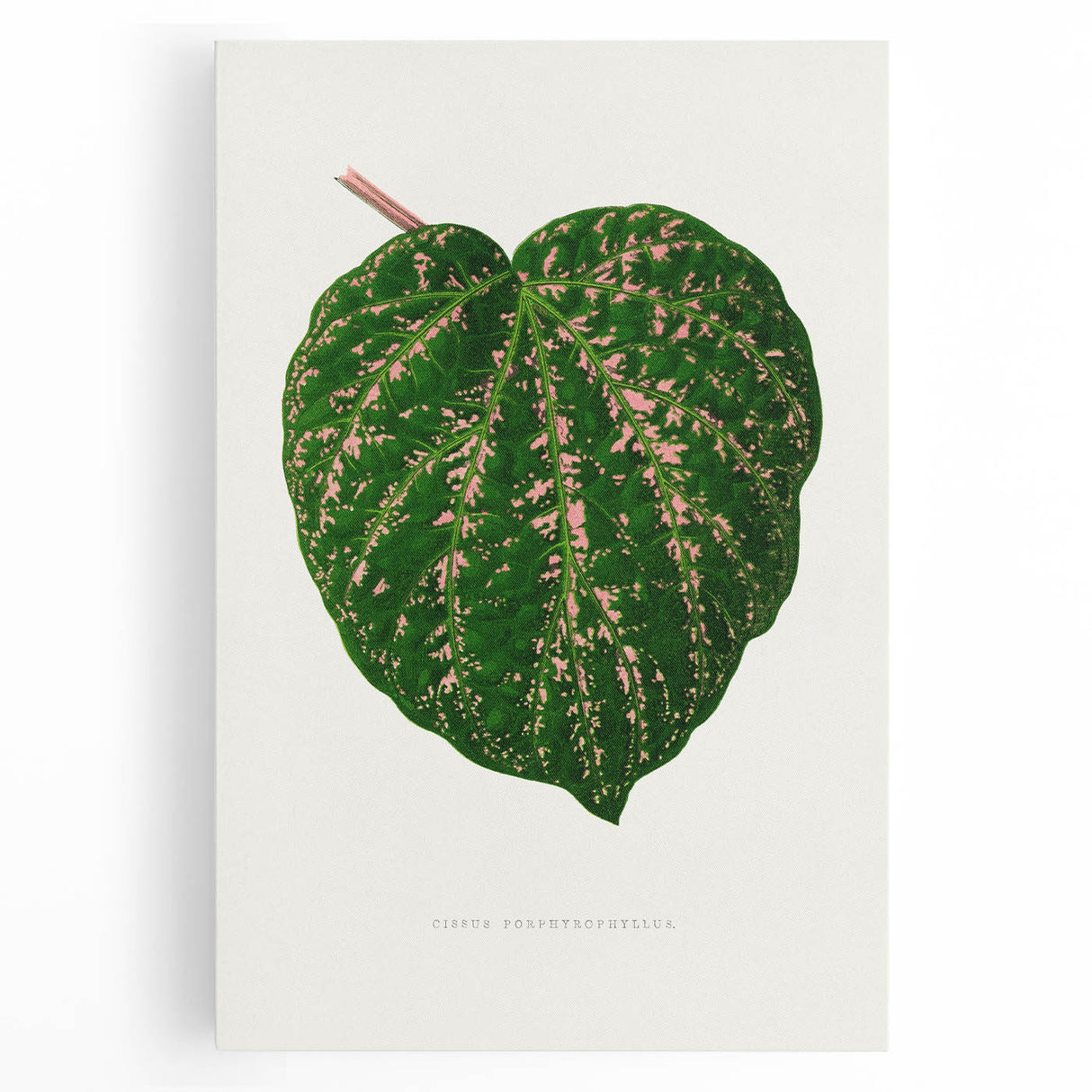 Romanticism Art: Cissus Porphyrophyllus Leaf - Botanical Canvas Print