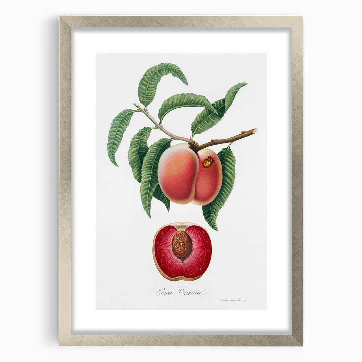 Romanticism Art: Carrot Peach by Gallesio - Botanical Canvas Print
