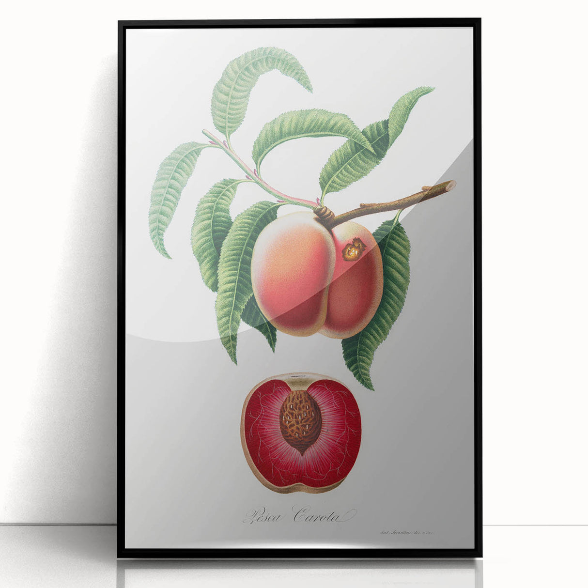 Romanticism Art: Carrot Peach by Gallesio - Botanical Canvas Print