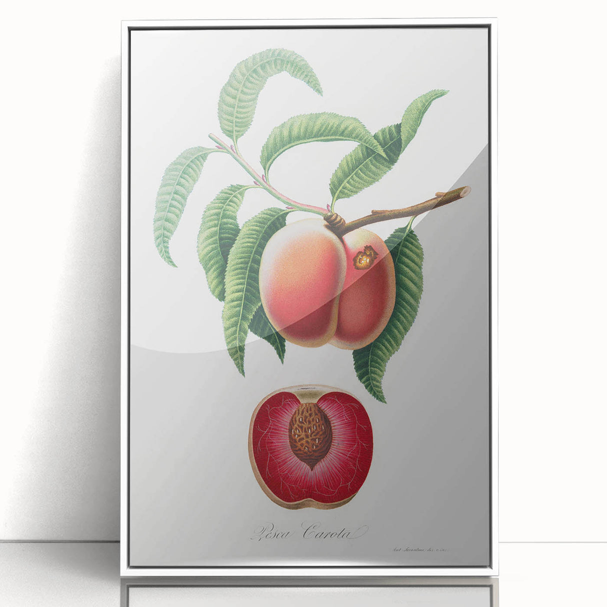 Romanticism Art: Carrot Peach by Gallesio - Botanical Canvas Print