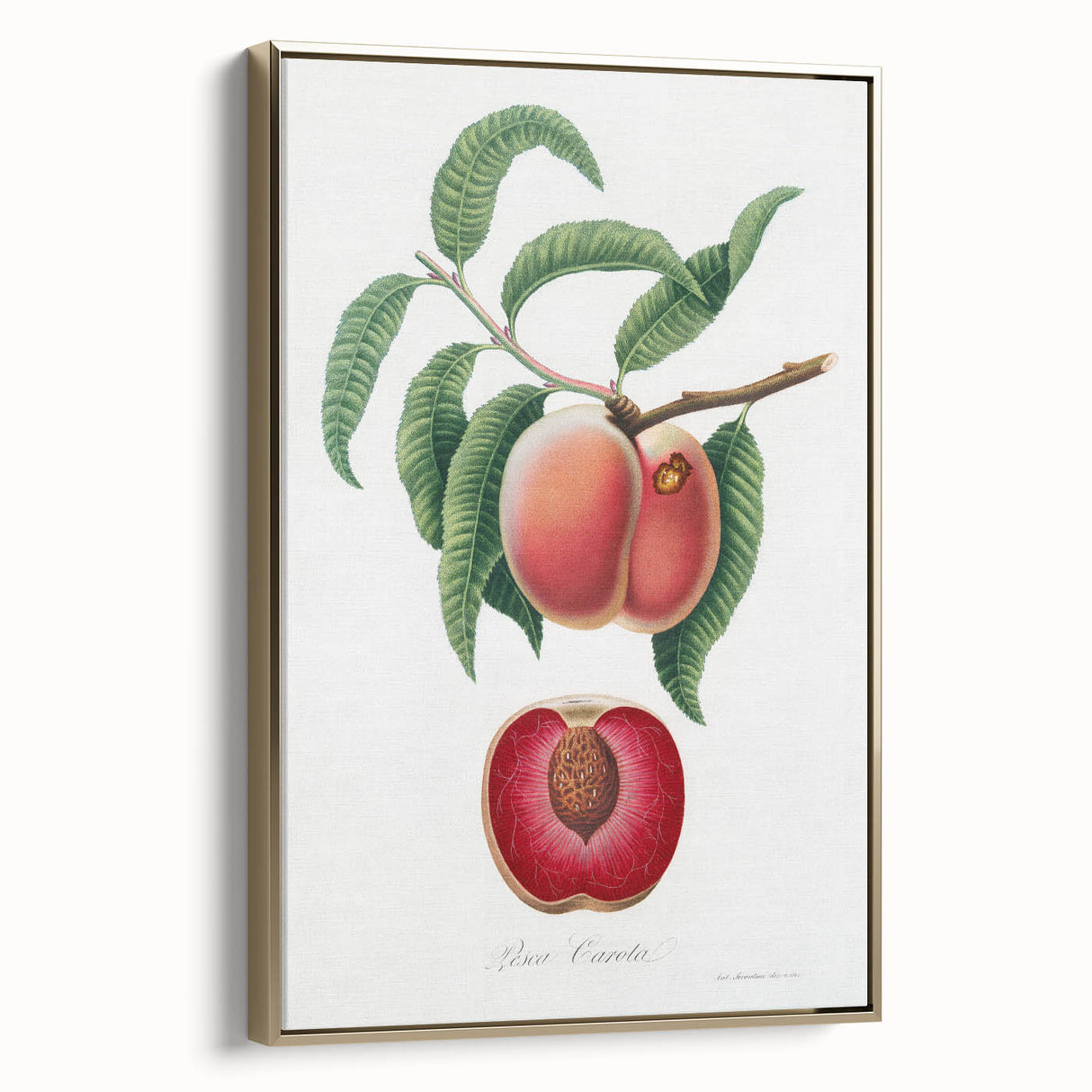 Romanticism Art: Carrot Peach by Gallesio - Botanical Canvas Print