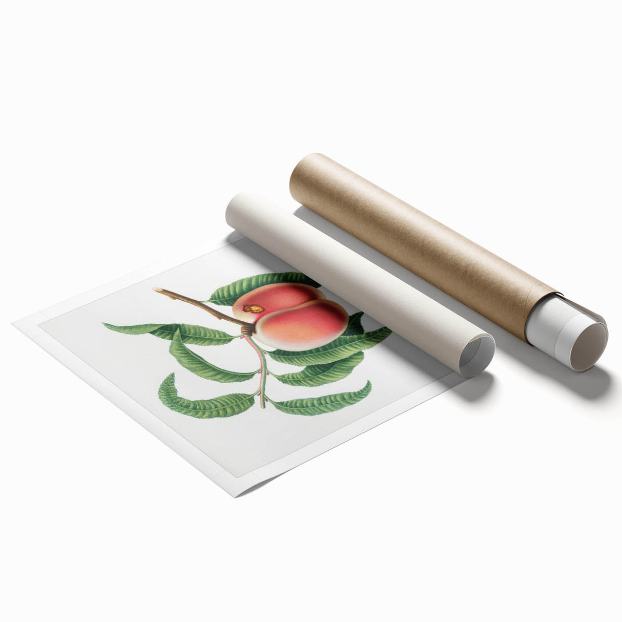 Romanticism Art: Carrot Peach by Gallesio - Botanical Canvas Print