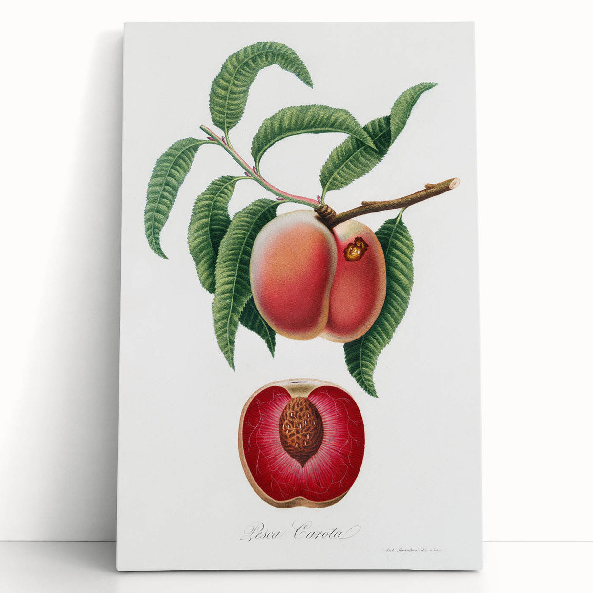 Romanticism Art: Carrot Peach by Gallesio - Botanical Canvas Print
