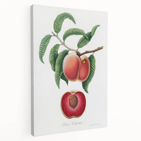 Romanticism Art: Carrot Peach by Gallesio - Botanical Canvas Print