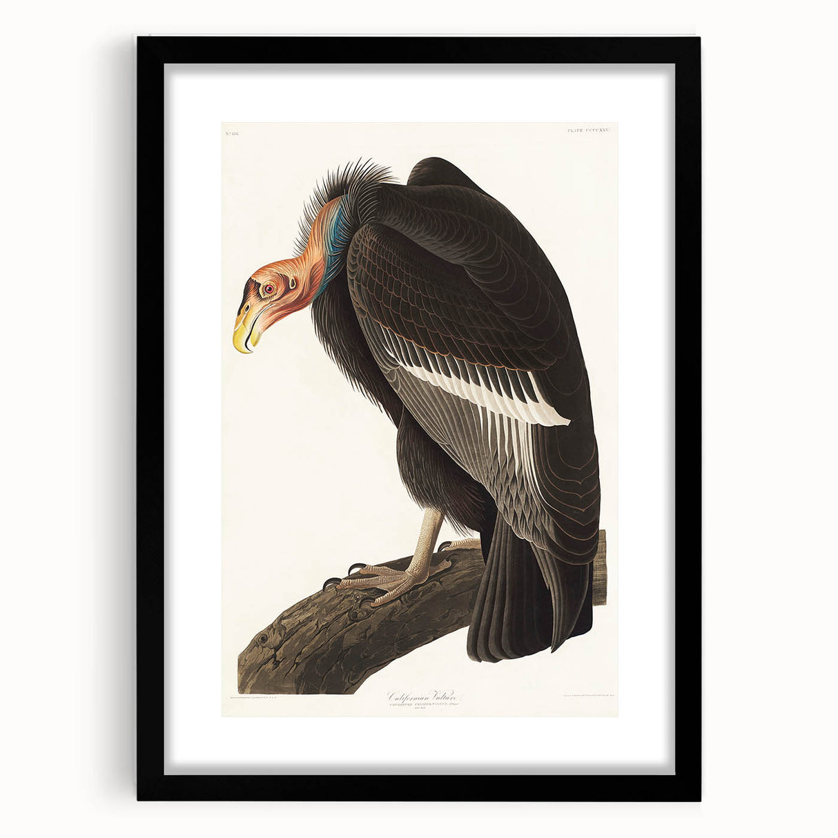 Romanticism Art: Californian Vulture by Audubon - Wildlife Canvas Print