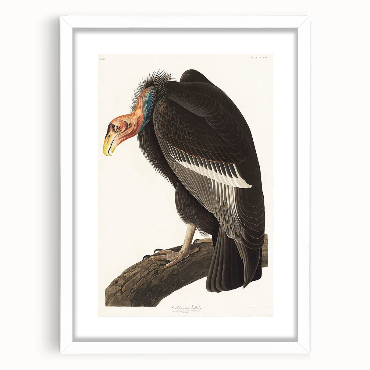 Romanticism Art: Californian Vulture by Audubon - Wildlife Canvas Print