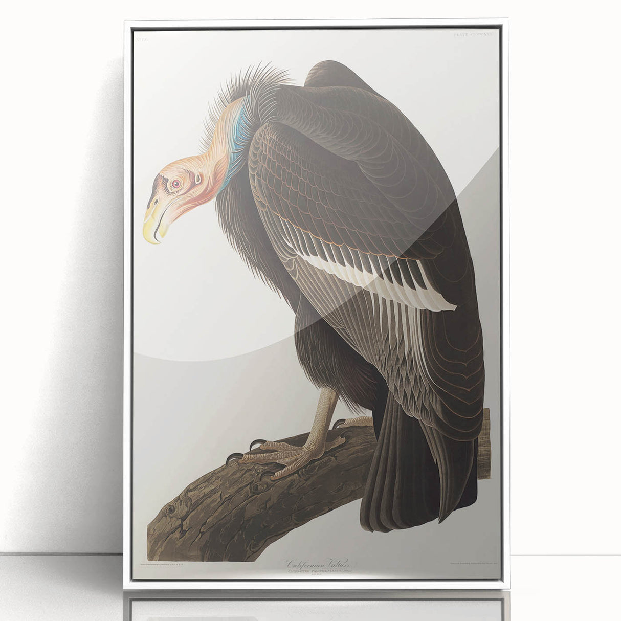 Romanticism Art: Californian Vulture by Audubon - Wildlife Canvas Print