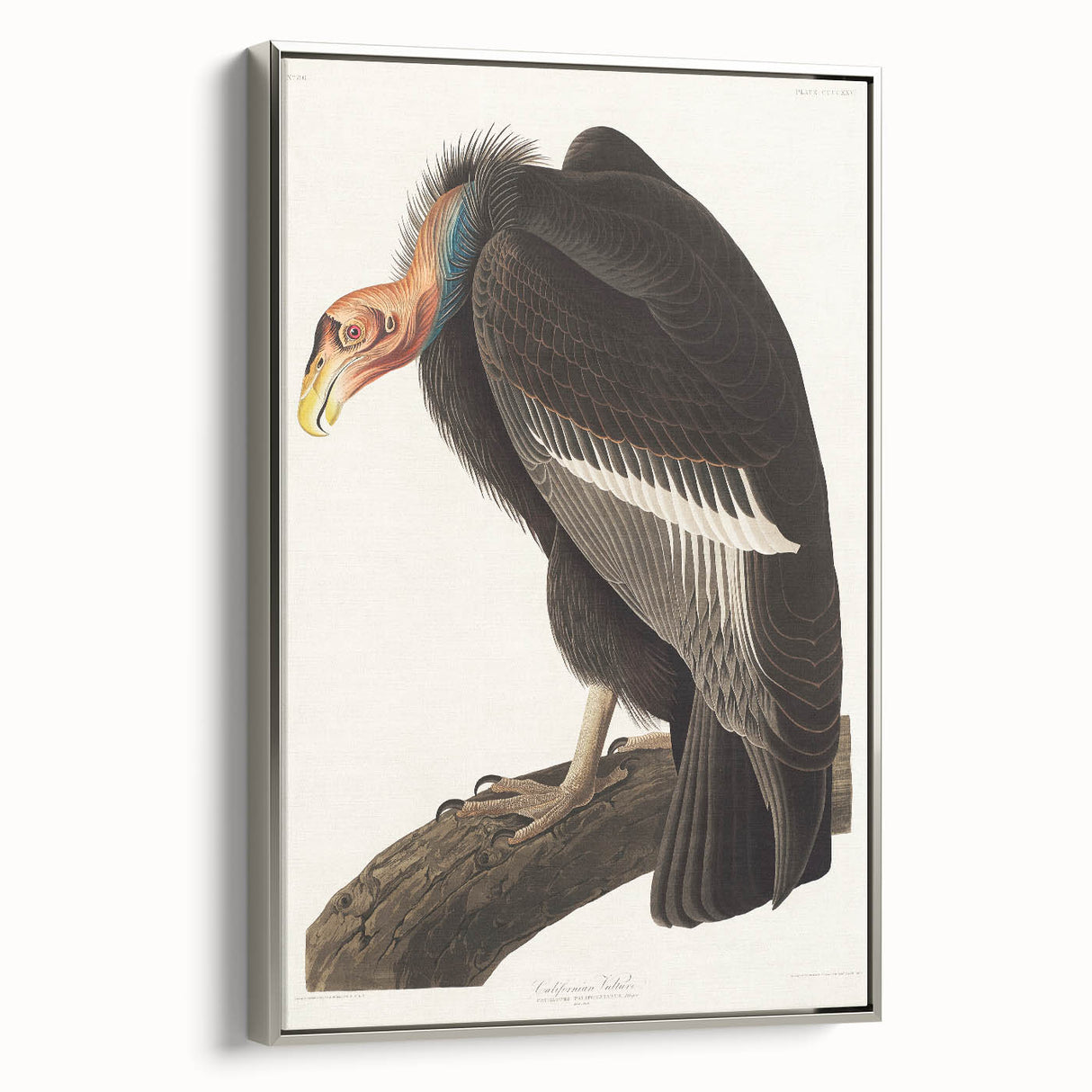 Romanticism Art: Californian Vulture by Audubon - Wildlife Canvas Print