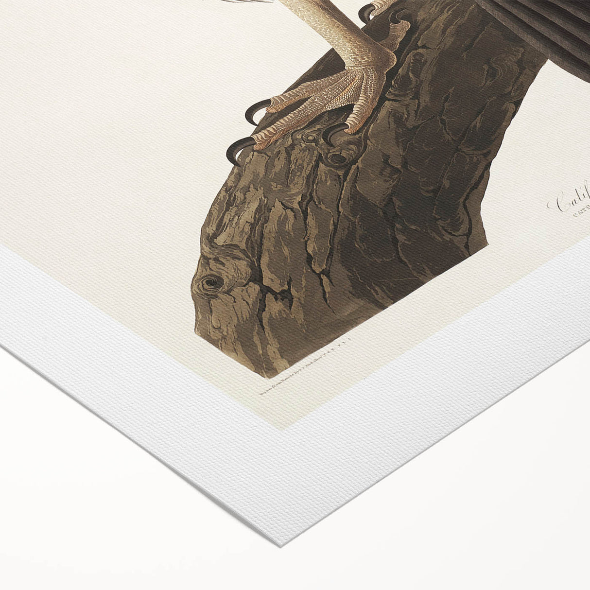 Romanticism Art: Californian Vulture by Audubon - Wildlife Canvas Print