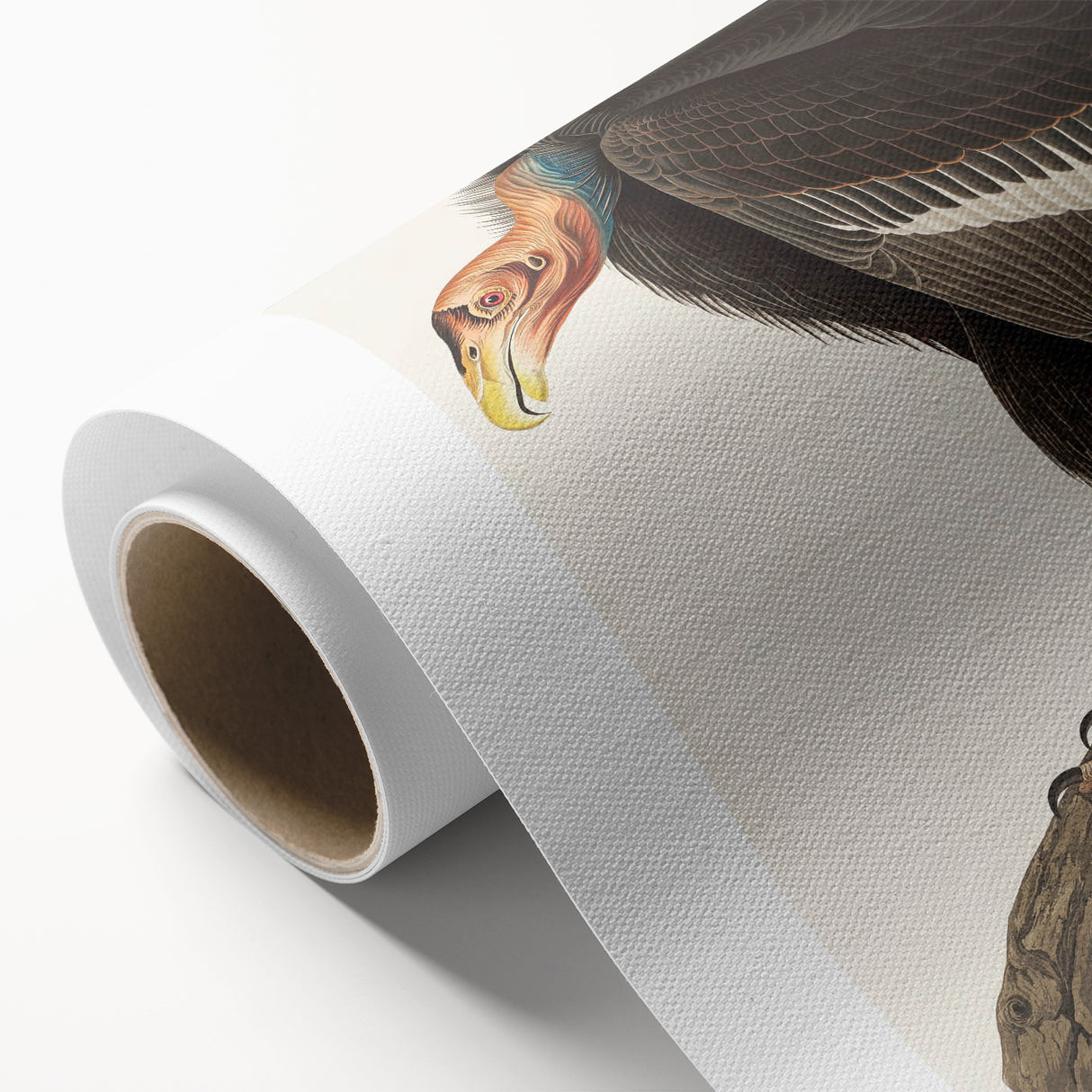 Romanticism Art: Californian Vulture by Audubon - Wildlife Canvas Print