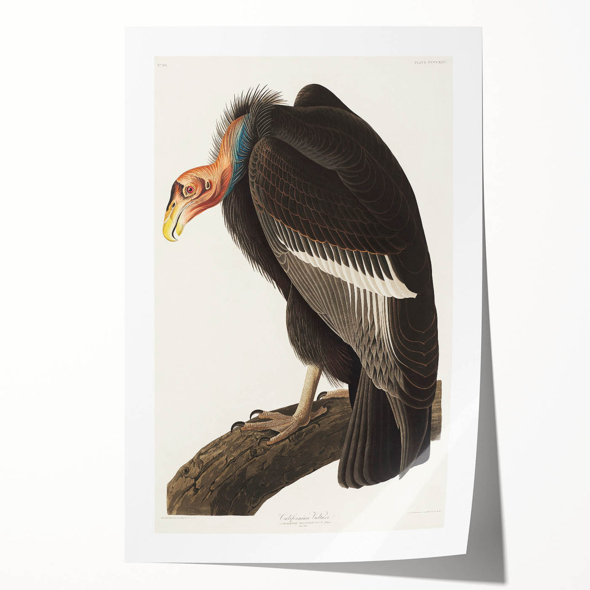 Romanticism Art: Californian Vulture by Audubon - Wildlife Canvas Print