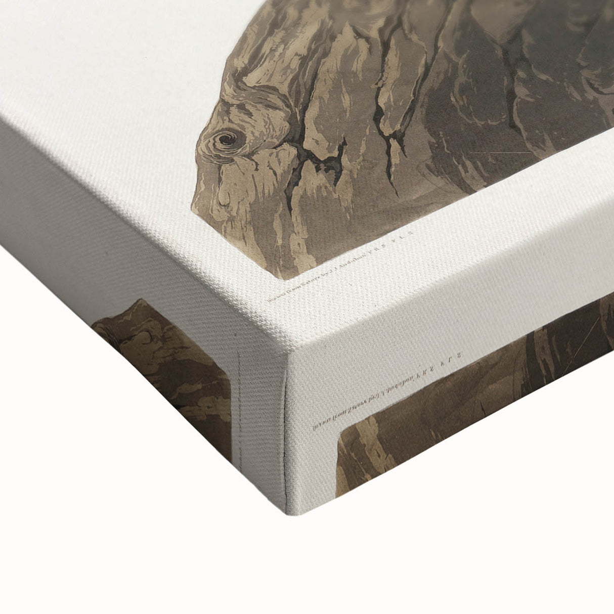 Romanticism Art: Californian Vulture by Audubon - Wildlife Canvas Print