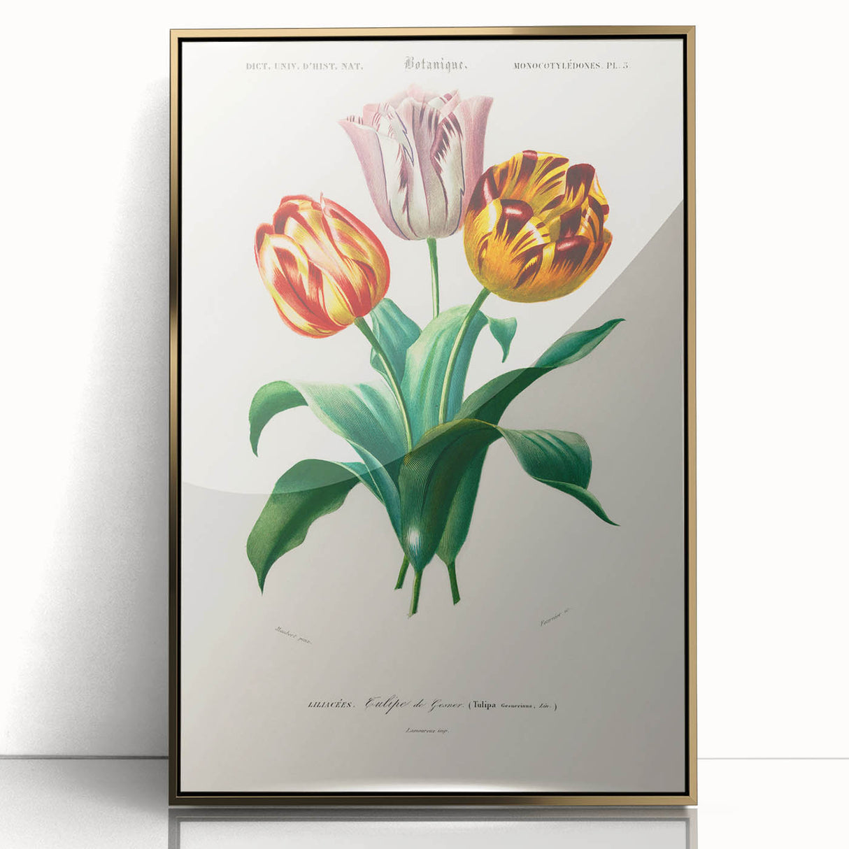 Romanticism Art: Didier's Tulip by D’Orbigny - Botanical Canvas Print