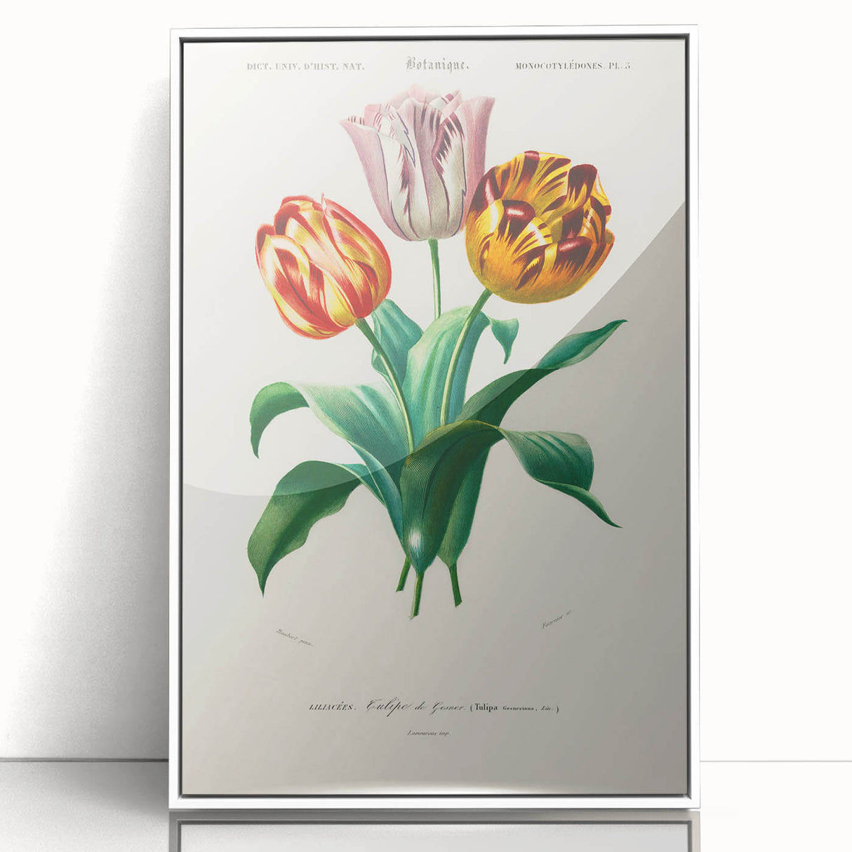 Romanticism Art: Didier's Tulip by D’Orbigny - Botanical Canvas Print