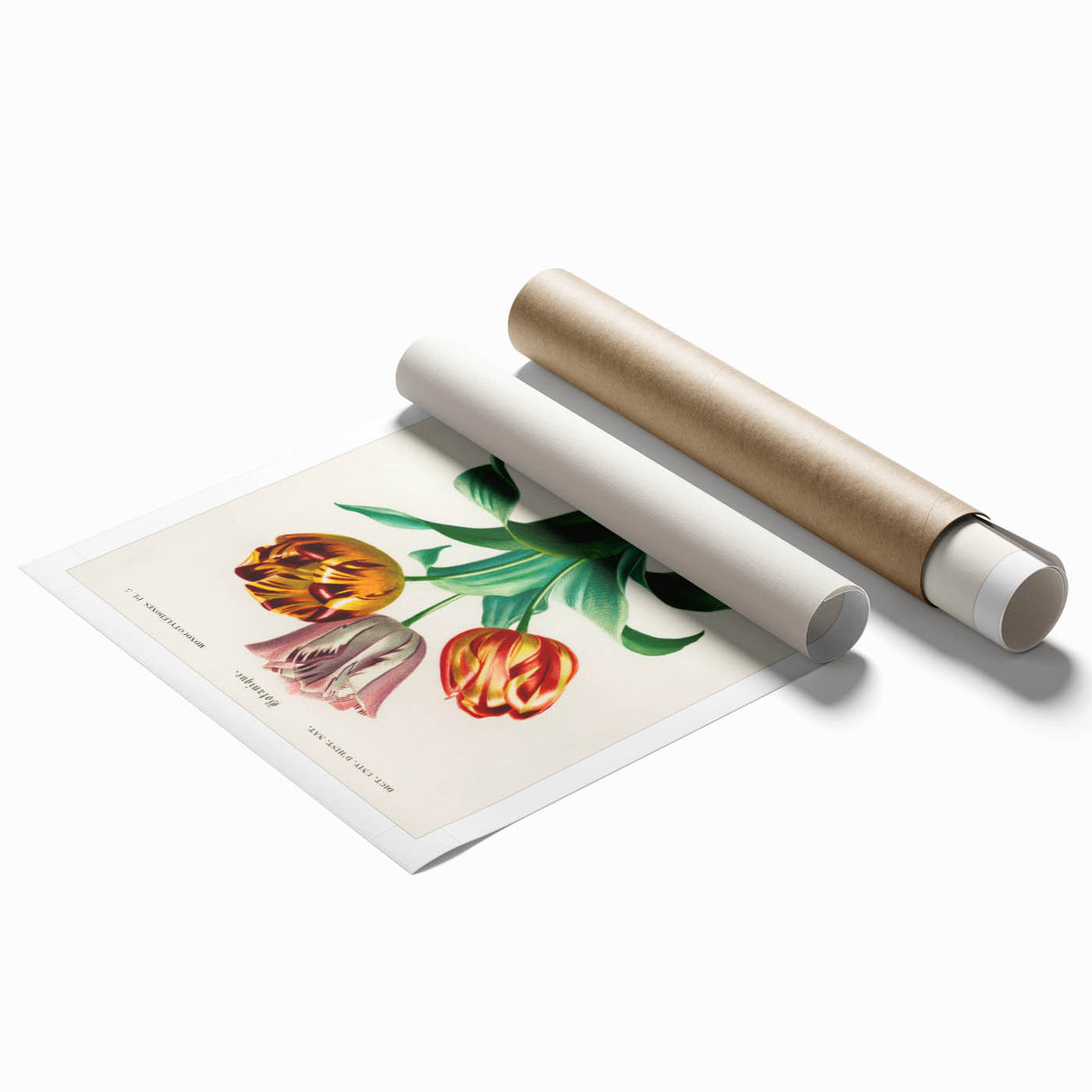 Romanticism Art: Didier's Tulip by D’Orbigny - Botanical Canvas Print