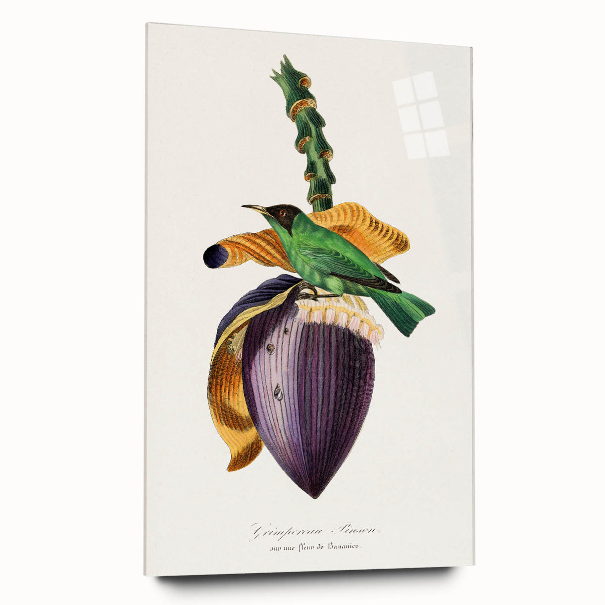 Romanticism Art: Treecreeper Bird by Paul Gervais - Classic Print