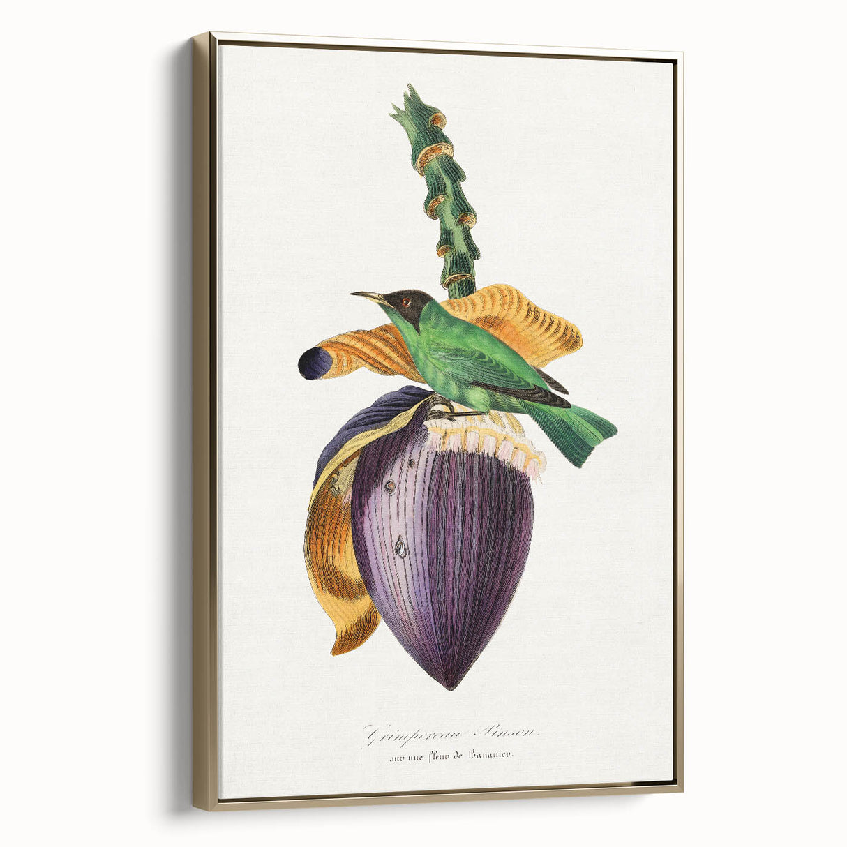 Romanticism Art: Treecreeper Bird by Paul Gervais - Classic Print