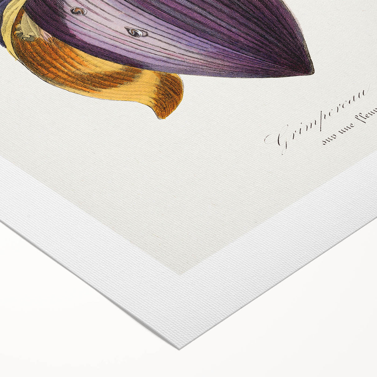 Romanticism Art: Treecreeper Bird by Paul Gervais - Classic Print