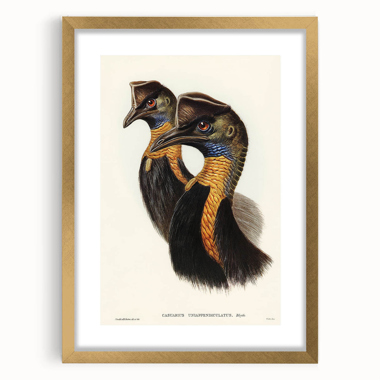 Romanticism Art: Cassowary Illustration by Elizabeth Gould - Exotic Print
