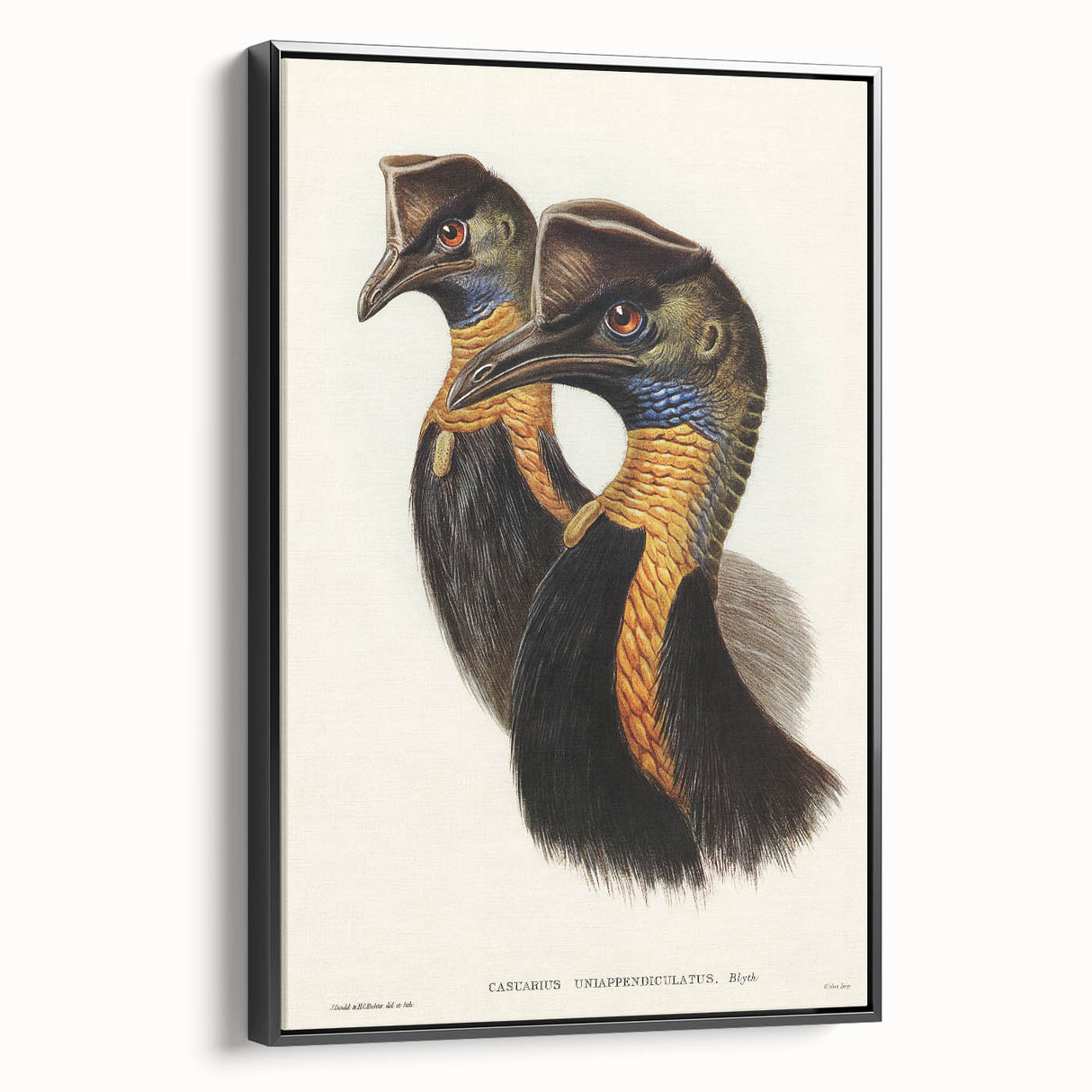 Romanticism Art: Cassowary Illustration by Elizabeth Gould - Exotic Print