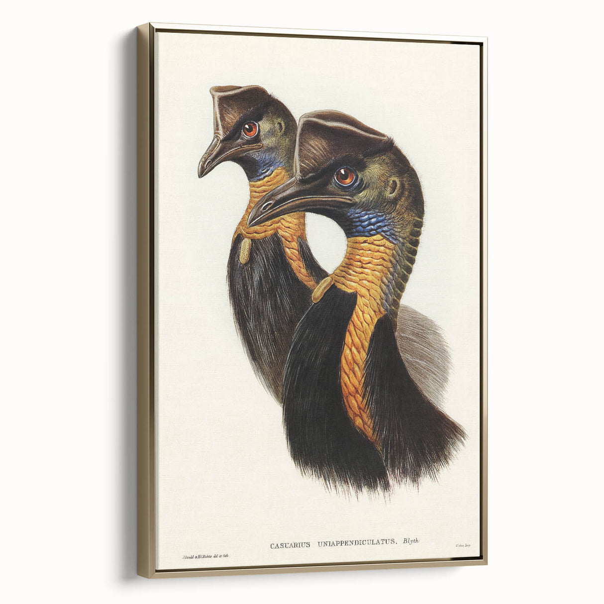 Romanticism Art: Cassowary Illustration by Elizabeth Gould - Exotic Print