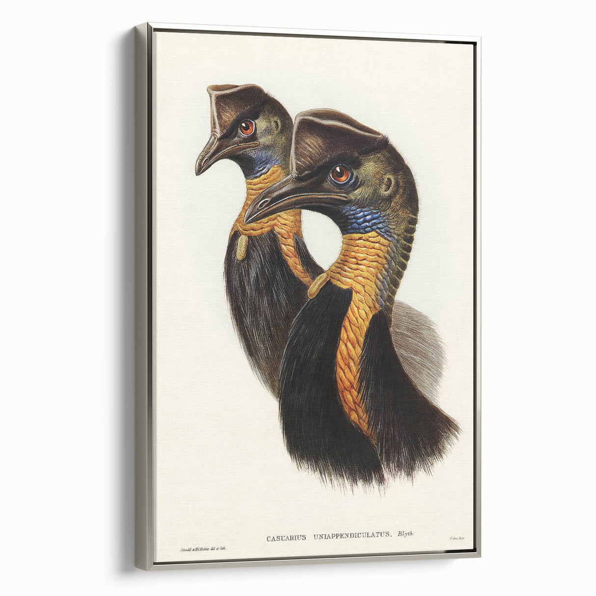 Romanticism Art: Cassowary Illustration by Elizabeth Gould - Exotic Print