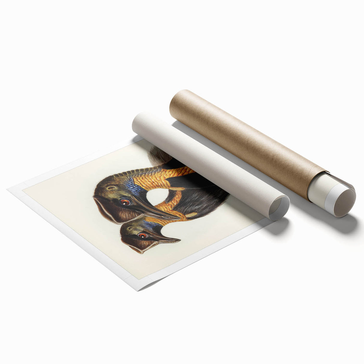 Romanticism Art: Cassowary Illustration by Elizabeth Gould - Exotic Print