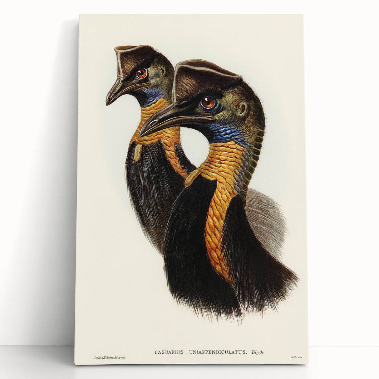 Romanticism Art: Cassowary Illustration by Elizabeth Gould - Exotic Print