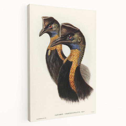 Romanticism Art: Cassowary Illustration by Elizabeth Gould - Exotic Print