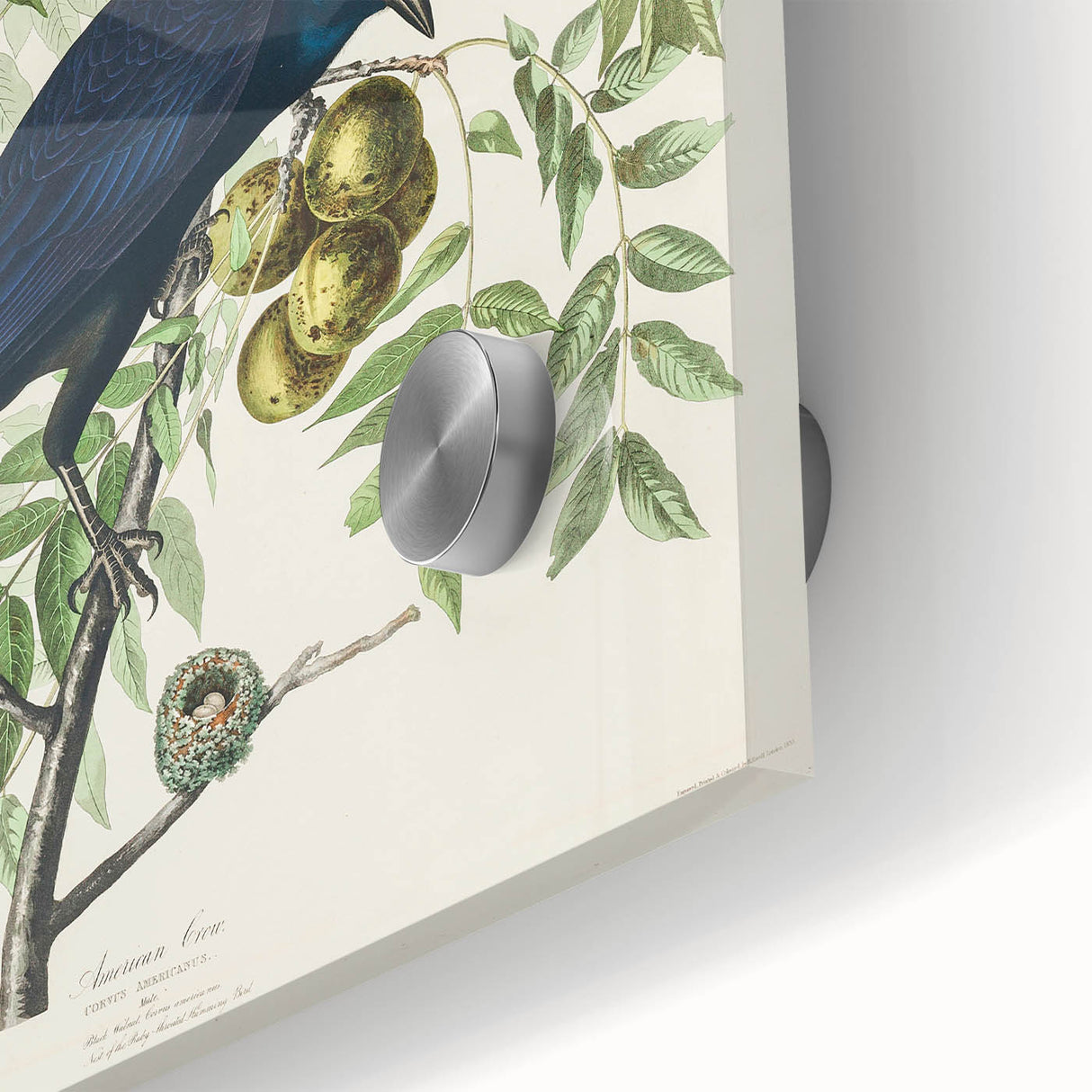 Romanticism Art: American Crow by Audubon - Nature-Inspired Print