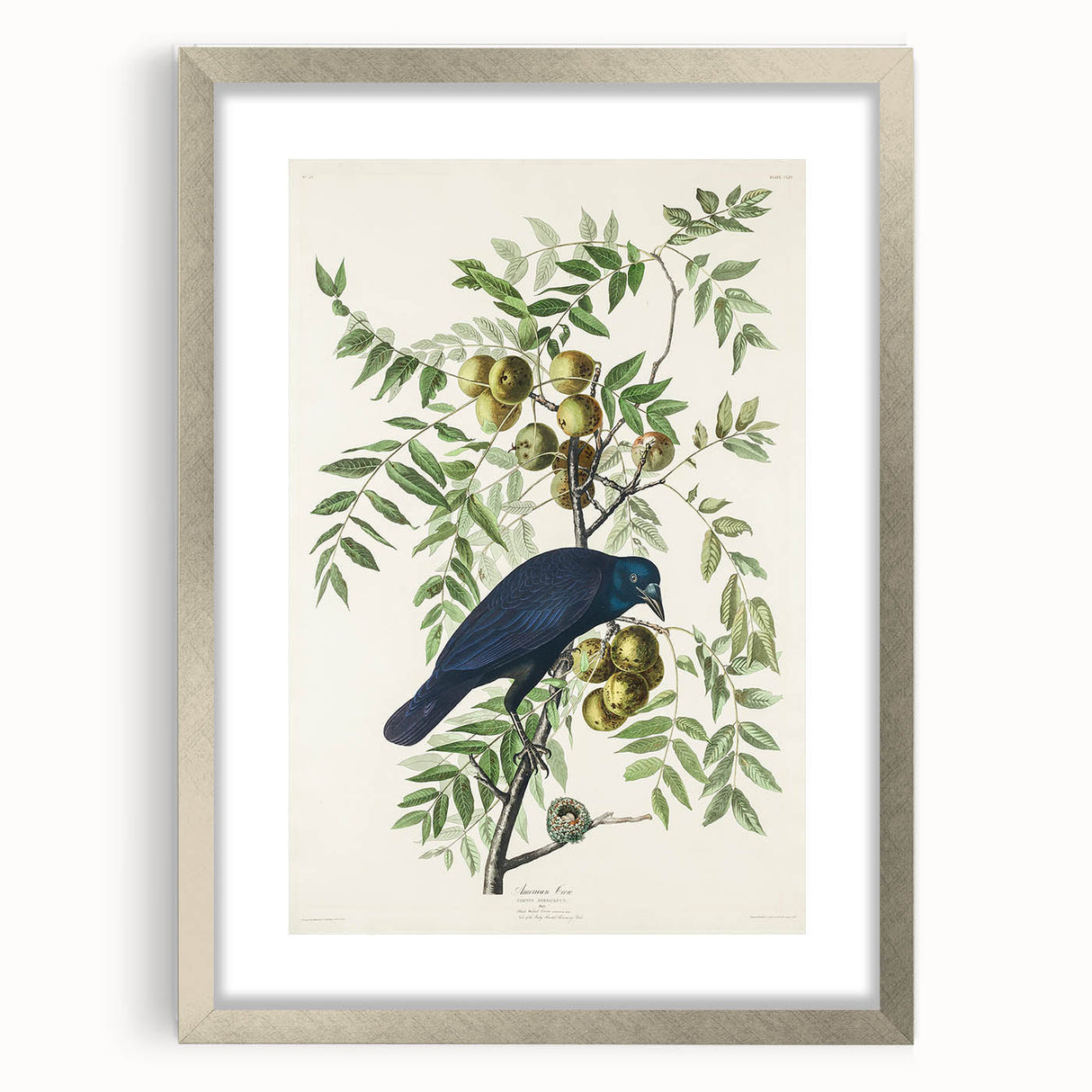 Romanticism Art: American Crow by Audubon - Nature-Inspired Print