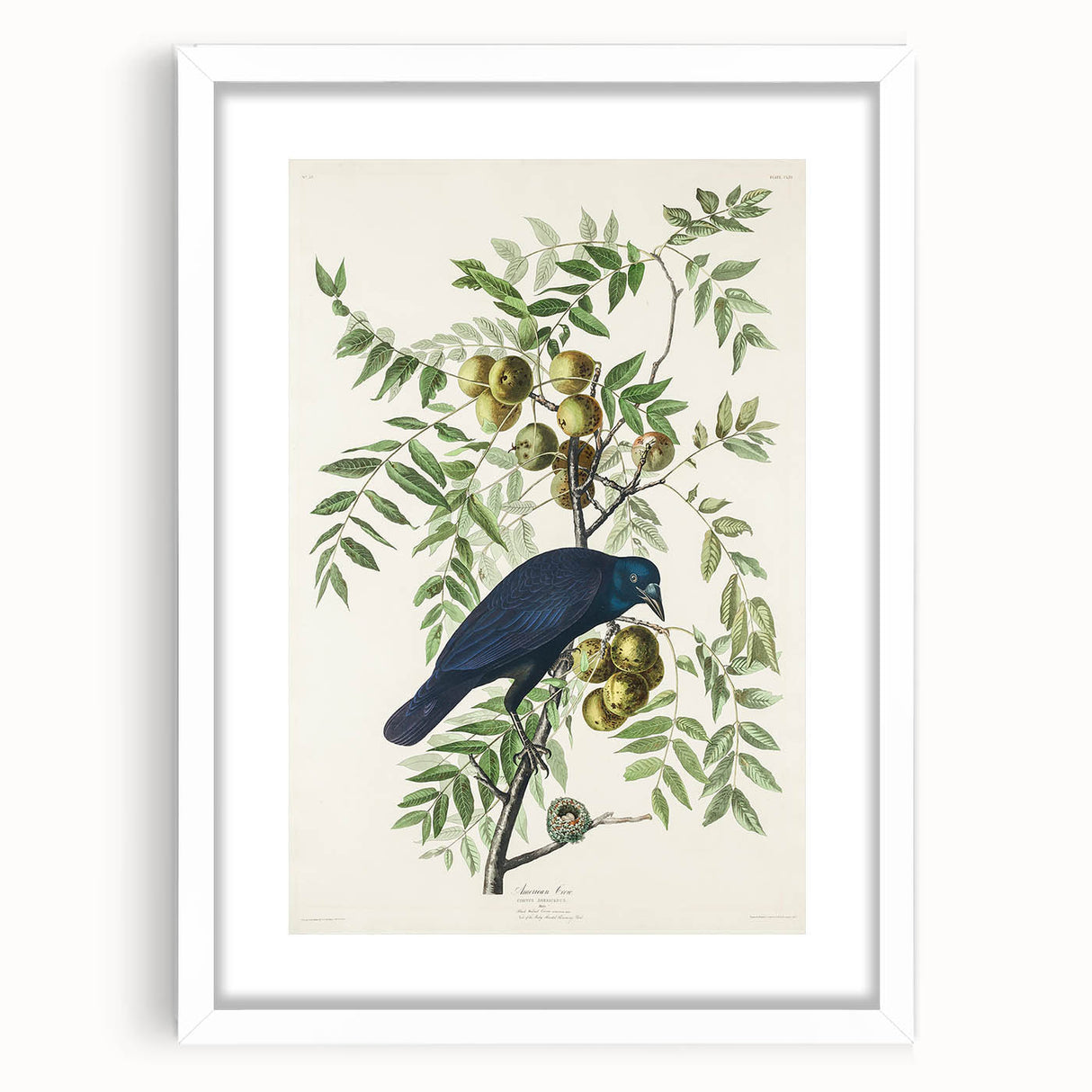 Romanticism Art: American Crow by Audubon - Nature-Inspired Print