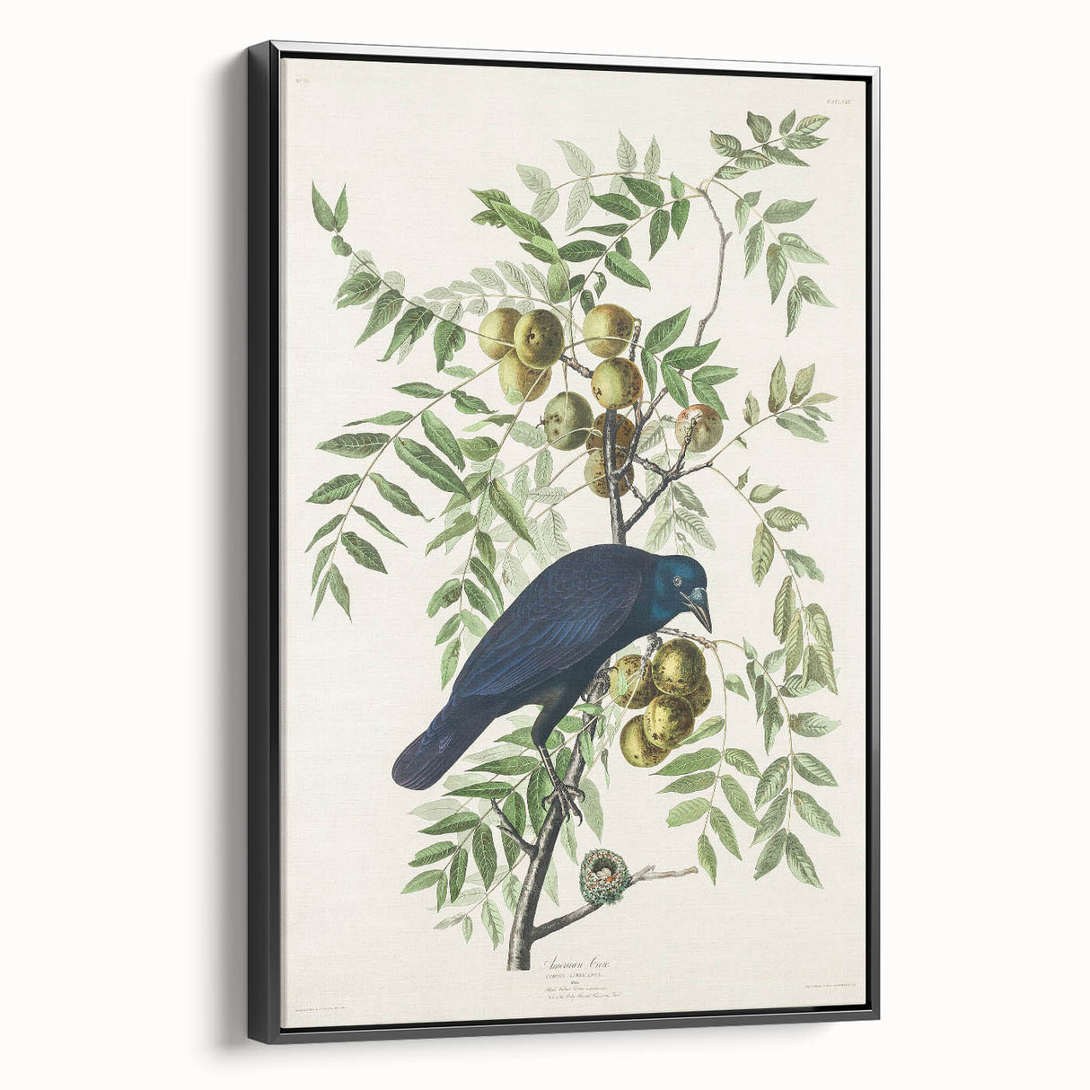 Romanticism Art: American Crow by Audubon - Nature-Inspired Print