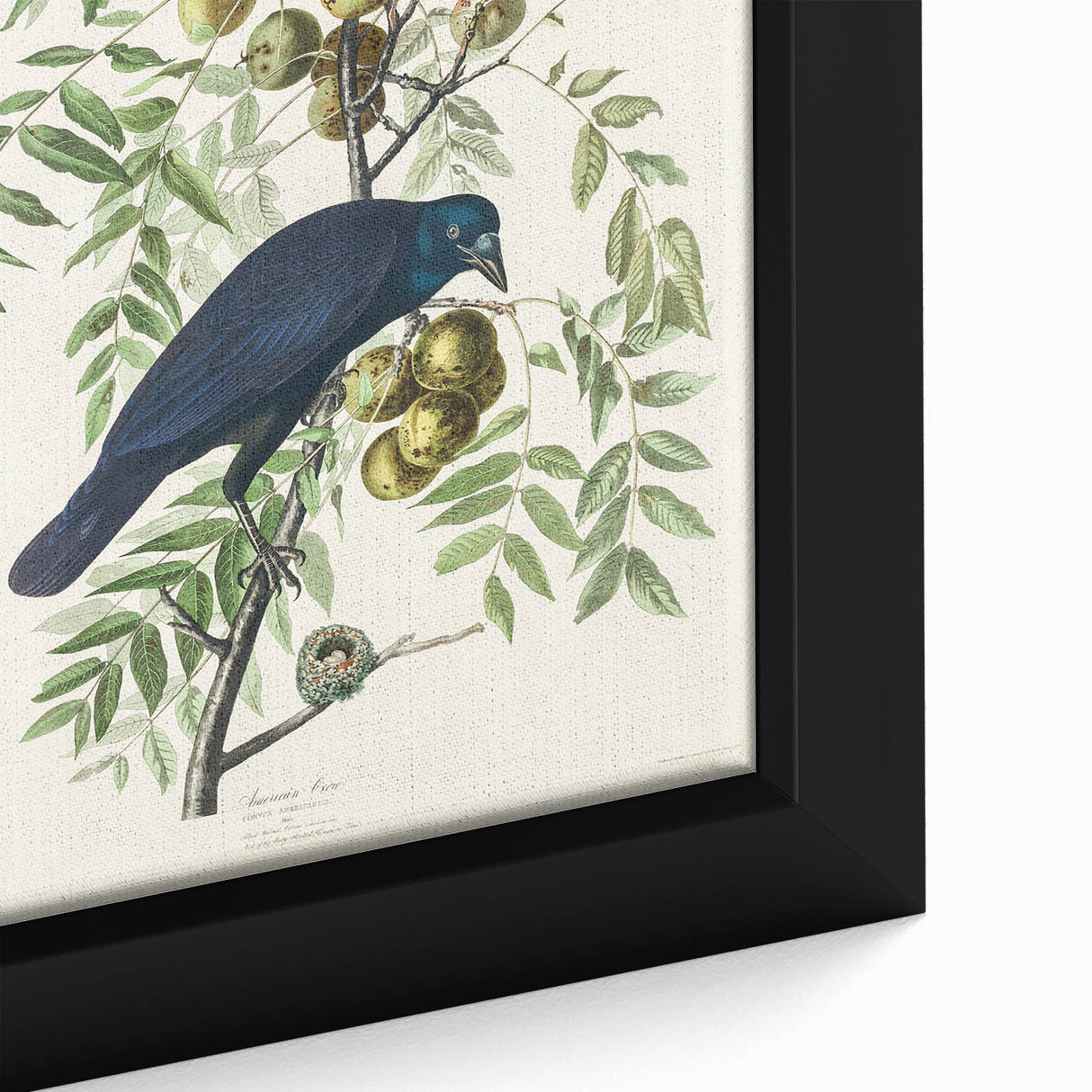 Romanticism Art: American Crow by Audubon - Nature-Inspired Print