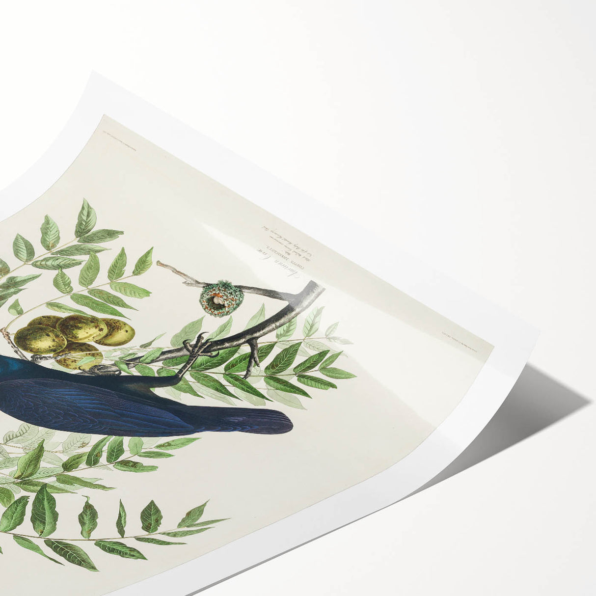 Romanticism Art: American Crow by Audubon - Nature-Inspired Print