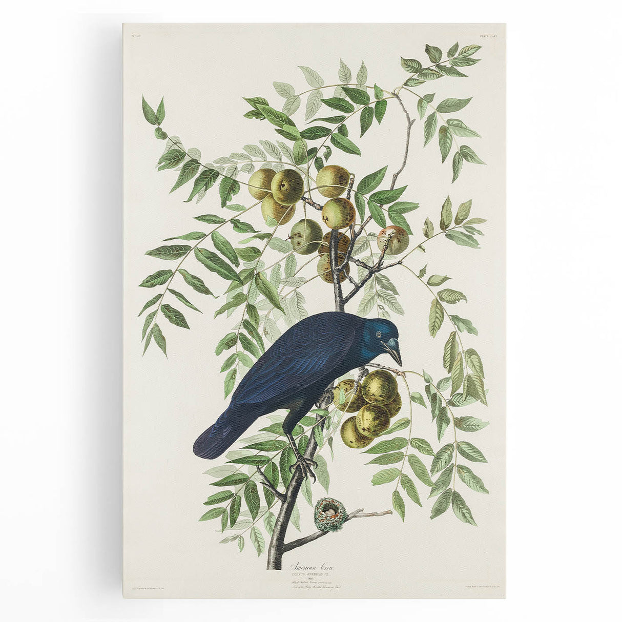 Romanticism Art: American Crow by Audubon - Nature-Inspired Print