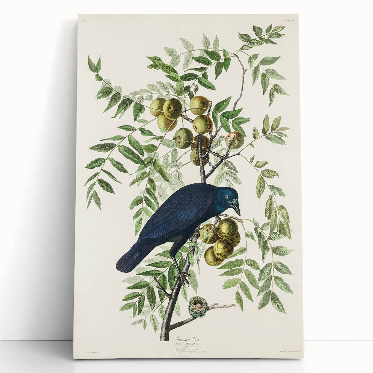 Romanticism Art: American Crow by Audubon - Nature-Inspired Print