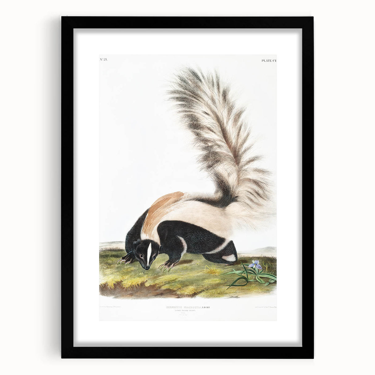 Romanticism Art: Large-tailed Skunk by Audubon - Nature-Inspired Print