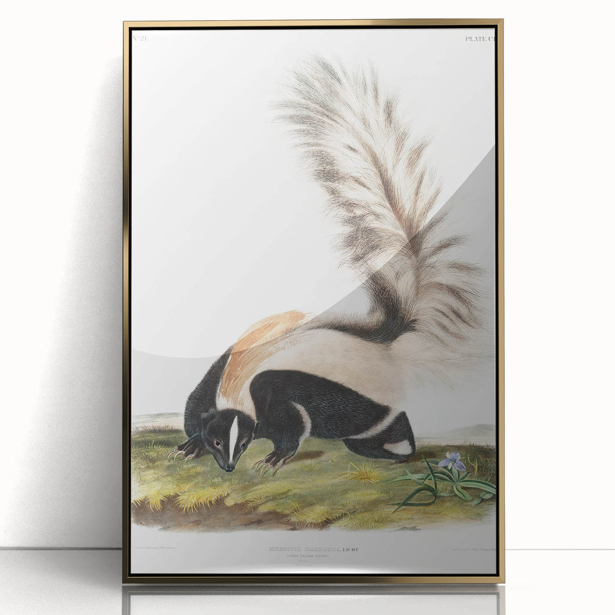 Romanticism Art: Large-tailed Skunk by Audubon - Nature-Inspired Print