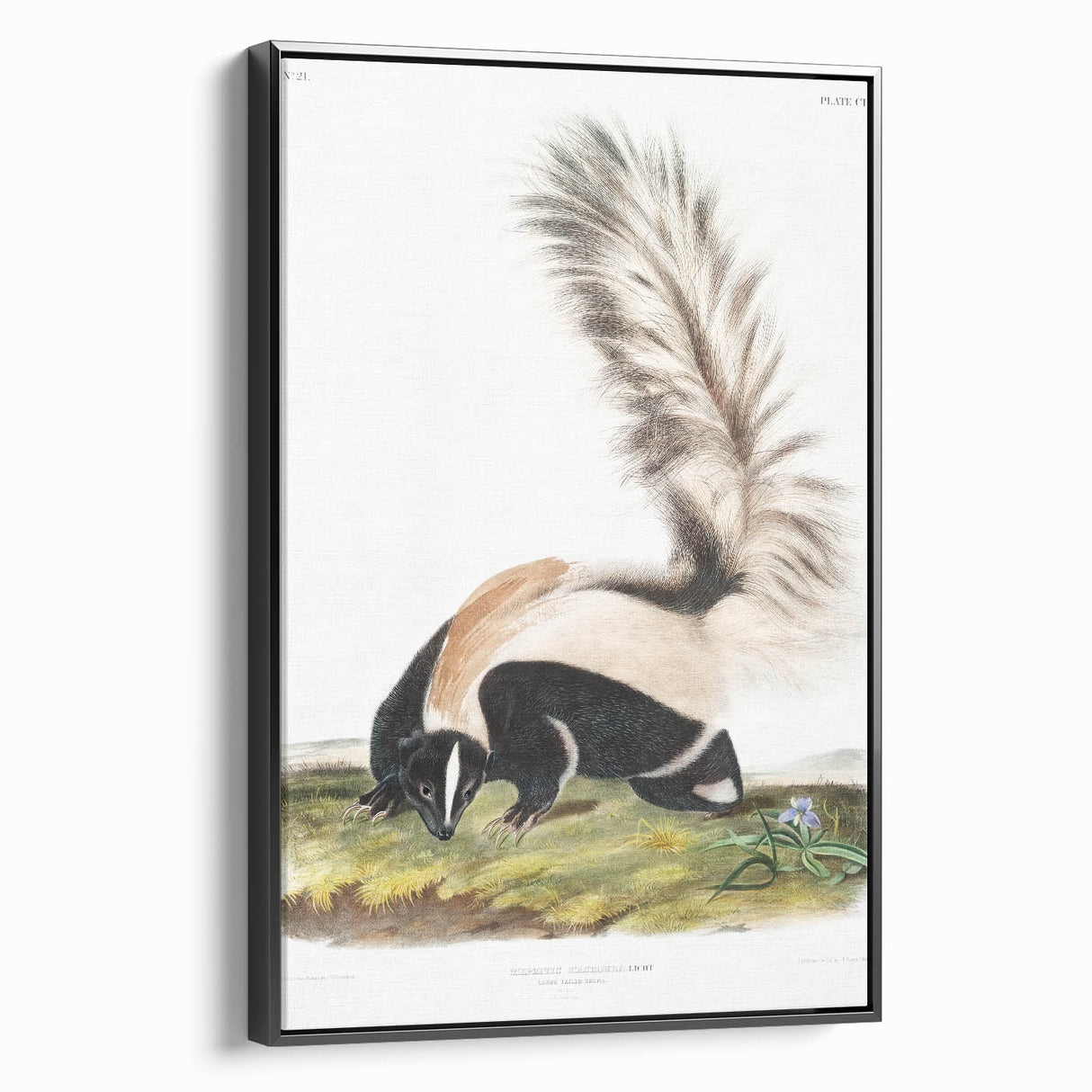 Romanticism Art: Large-tailed Skunk by Audubon - Nature-Inspired Print