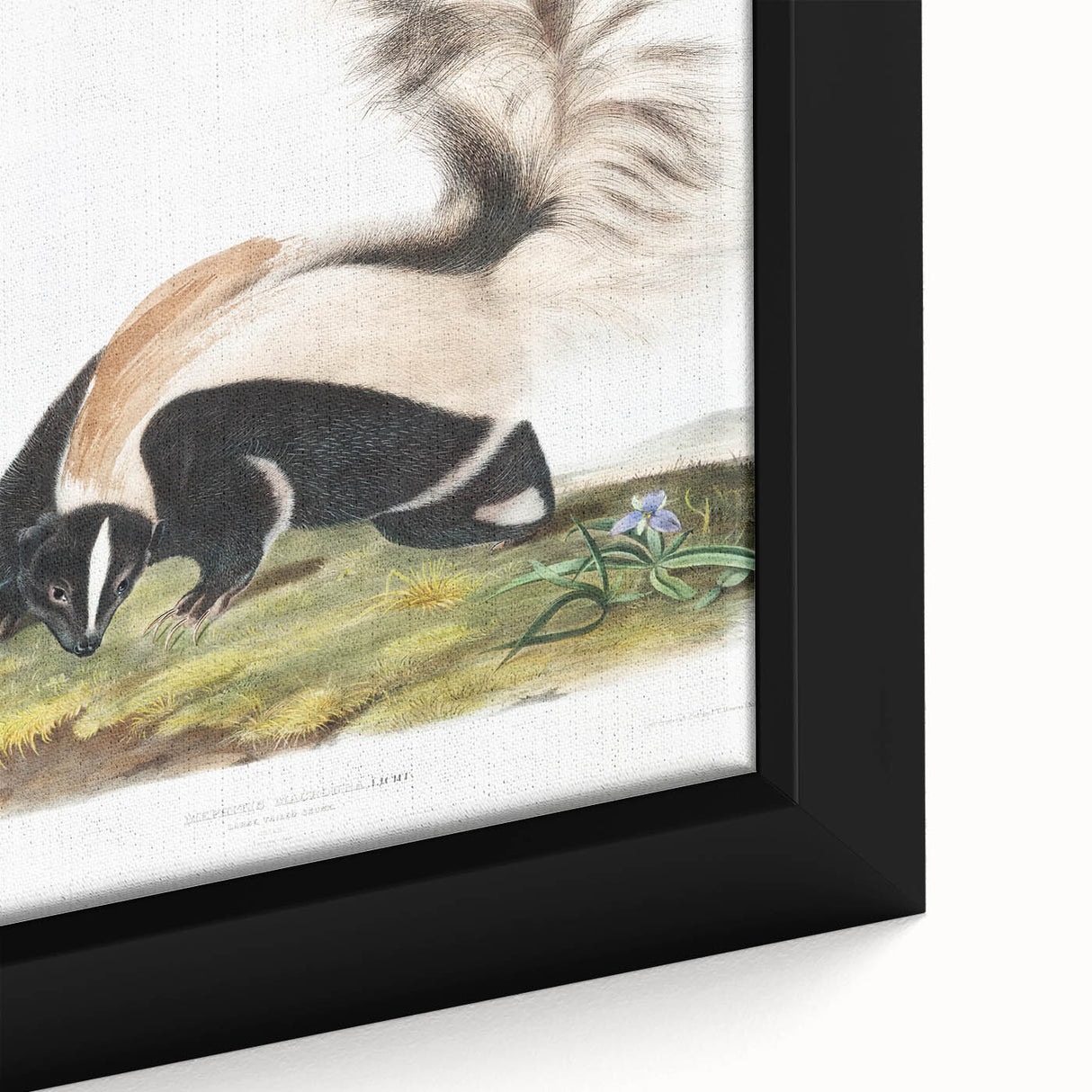 Romanticism Art: Large-tailed Skunk by Audubon - Nature-Inspired Print