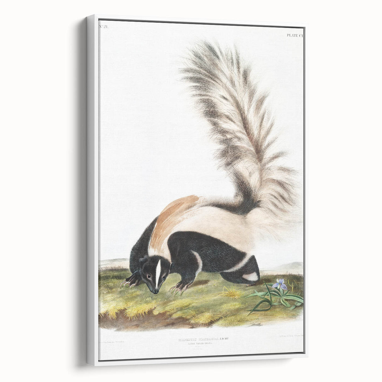 Romanticism Art: Large-tailed Skunk by Audubon - Nature-Inspired Print