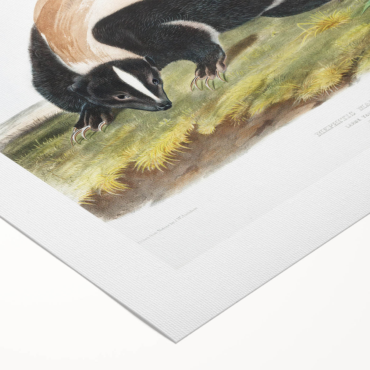Romanticism Art: Large-tailed Skunk by Audubon - Nature-Inspired Print
