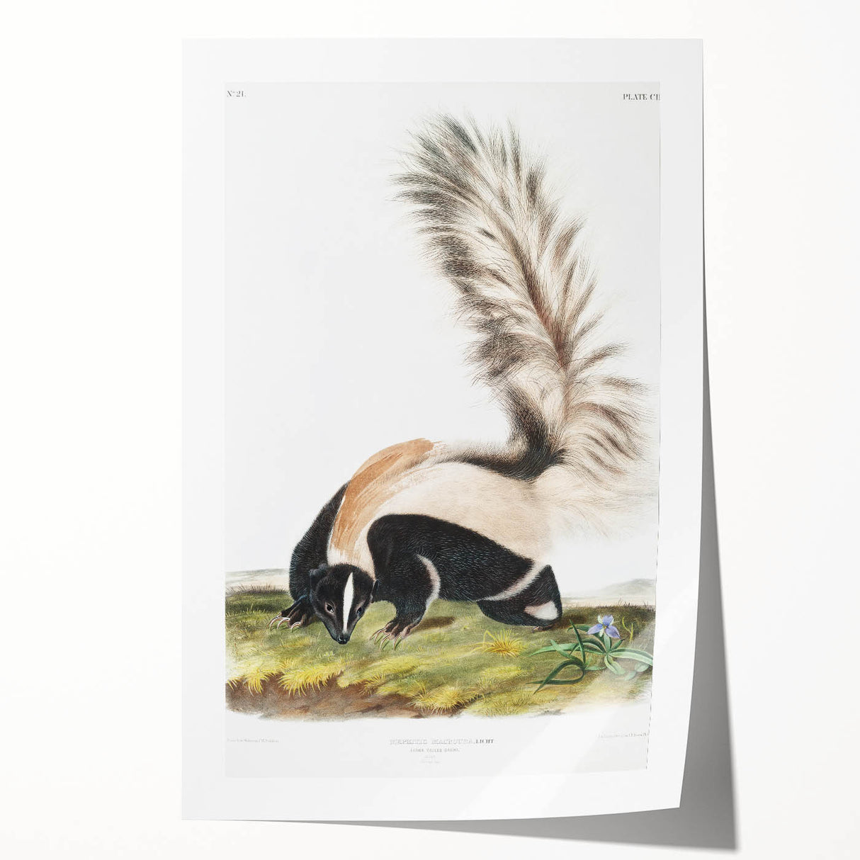 Romanticism Art: Large-tailed Skunk by Audubon - Nature-Inspired Print