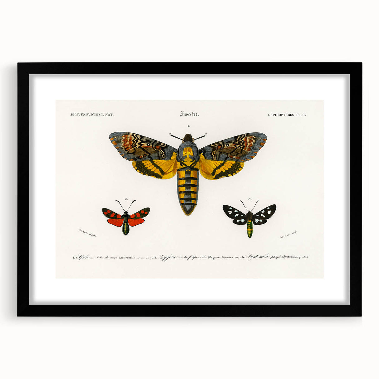 Romanticism Art: Moth Collection by D’Orbigny - Entomology Canvas Print