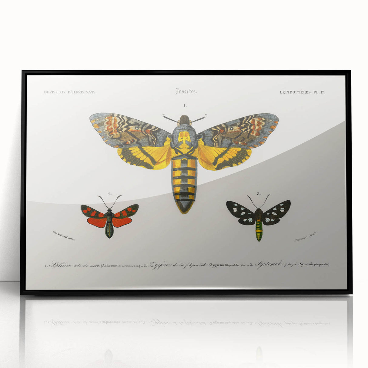 Romanticism Art: Moth Collection by D’Orbigny - Entomology Canvas Print