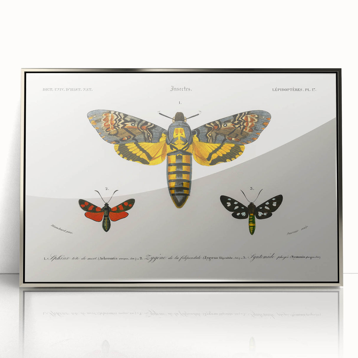 Romanticism Art: Moth Collection by D’Orbigny - Entomology Canvas Print