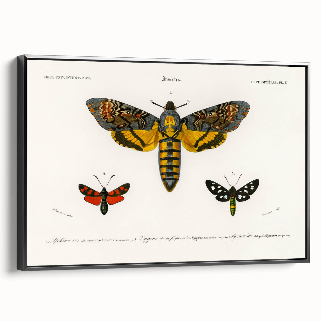 Romanticism Art: Moth Collection by D’Orbigny - Entomology Canvas Print
