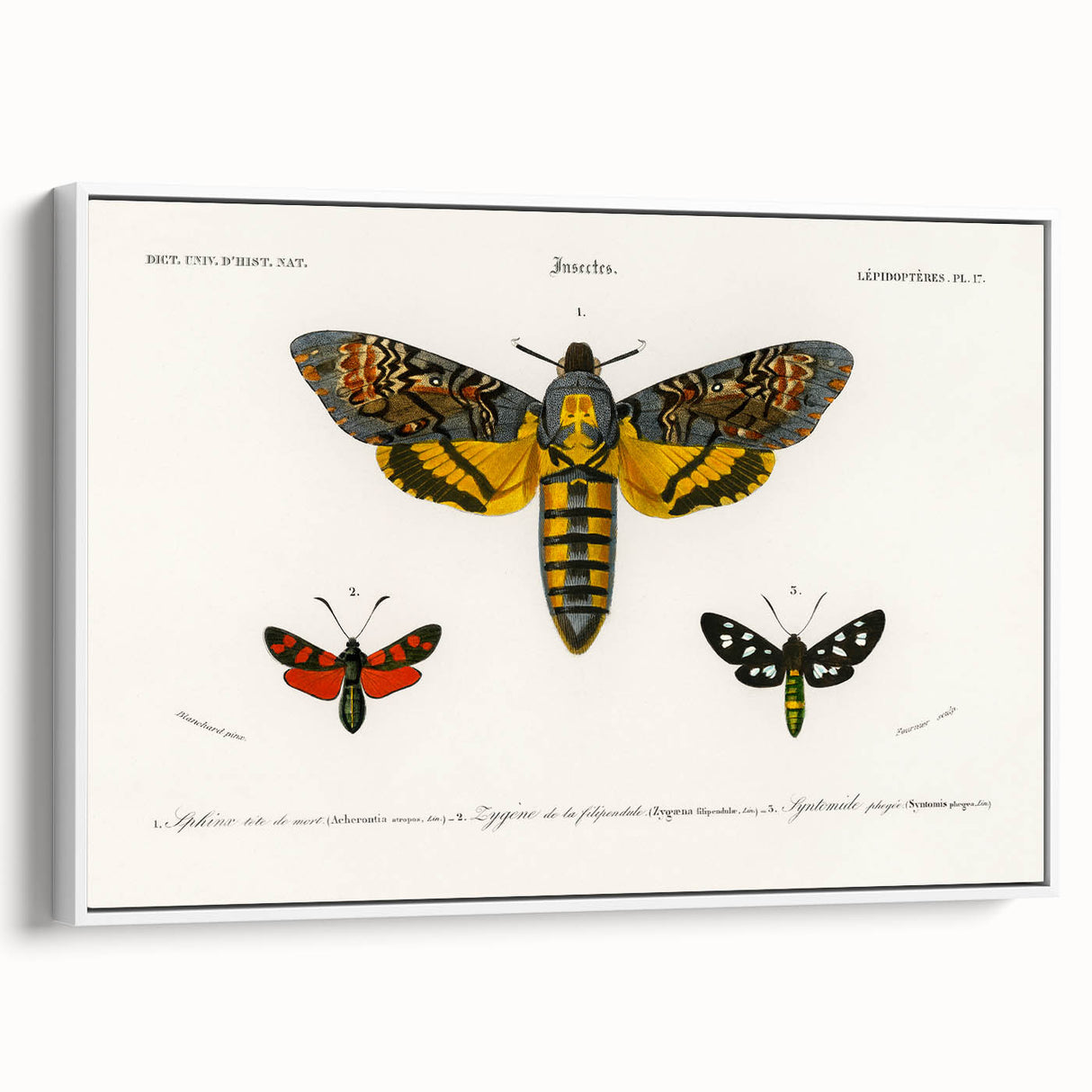 Romanticism Art: Moth Collection by D’Orbigny - Entomology Canvas Print